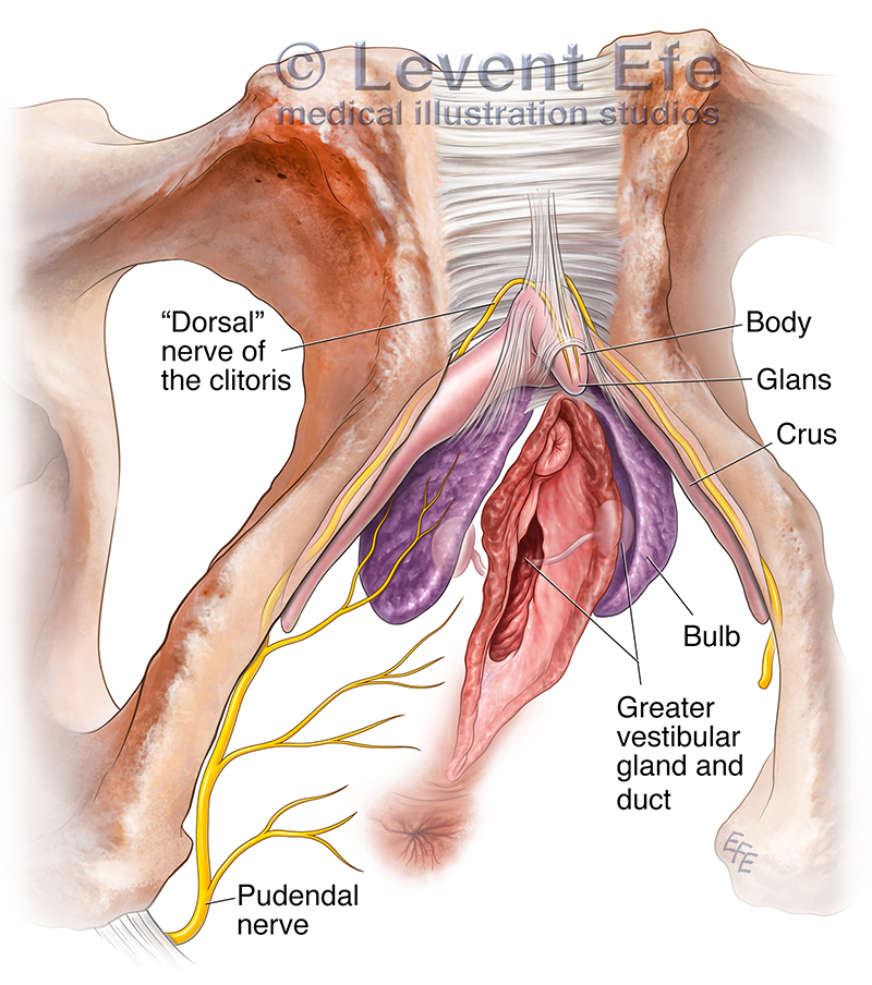 This conceptual view of the female perineum depicts different parts and relations of the clitoris. The bulbs are now accepted as part of the clitoris.
